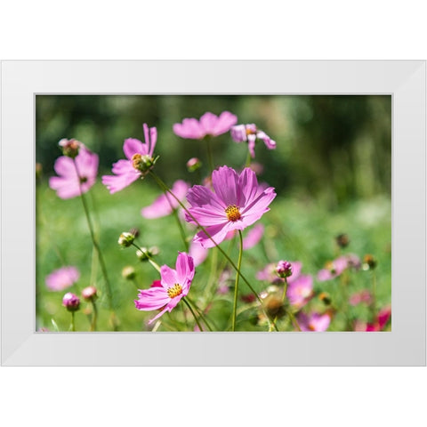 Haft Kul-Sughd Province-Tajikistan Purple daisies in the mountains of Tajikistan White Modern Wood Framed Art Print by Wilson, Emily M.