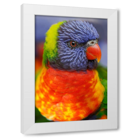 Rainbow lorikeet-native to Australia White Modern Wood Framed Art Print by Jones, Adam