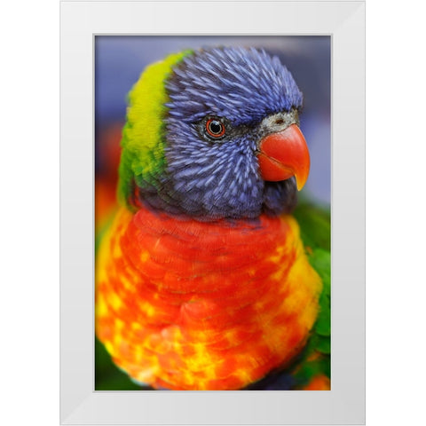Rainbow lorikeet-native to Australia White Modern Wood Framed Art Print by Jones, Adam