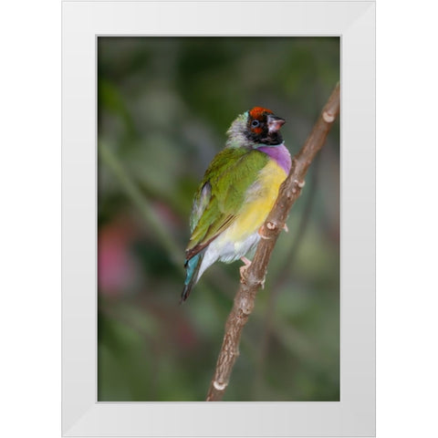 Lady Gouldian finch-Australia White Modern Wood Framed Art Print by Jones, Adam