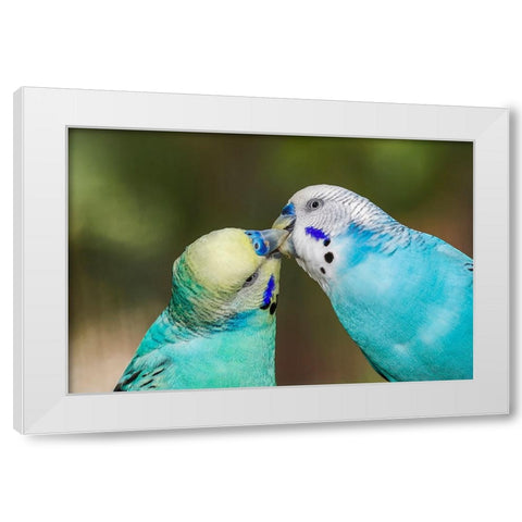 Common parakeets or shell parakeet kissing White Modern Wood Framed Art Print by Jones, Adam