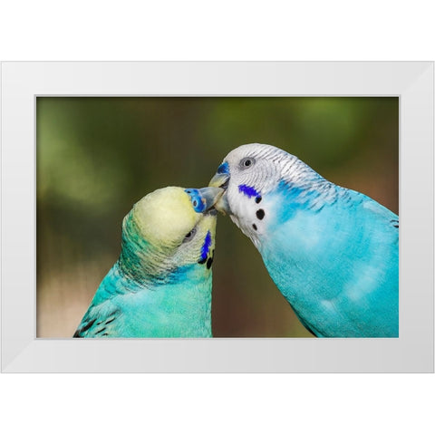 Common parakeets or shell parakeet kissing White Modern Wood Framed Art Print by Jones, Adam
