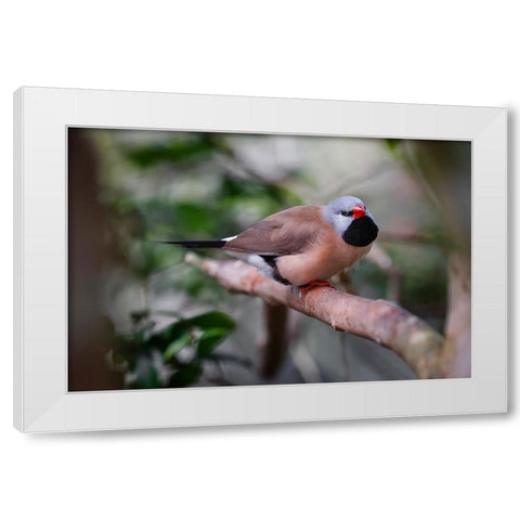 Shaft-tail finch-native to Australia White Modern Wood Framed Art Print by Jones, Adam