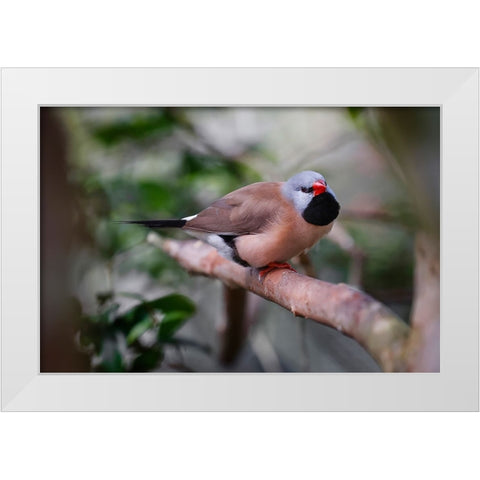 Shaft-tail finch-native to Australia White Modern Wood Framed Art Print by Jones, Adam