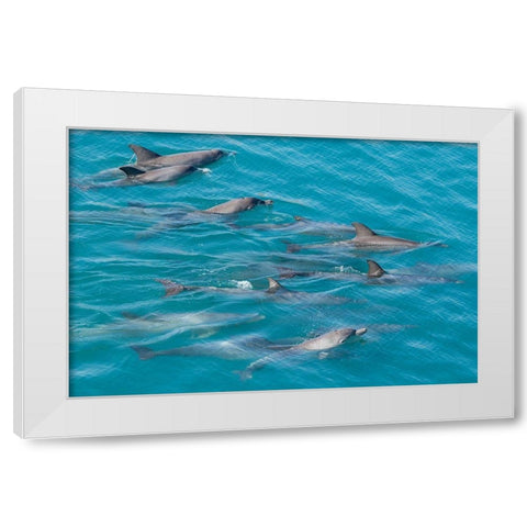 Australia-Kimberley Coast-Yampi Sound-Buccaneer Archipelago Indo-Pacific bottlenose dolphins White Modern Wood Framed Art Print by Hopkins, Cindy Miller