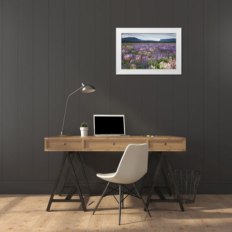 New Zealand, South Island Blooming lupine White Modern Wood Framed Art Print by Flaherty, Dennis