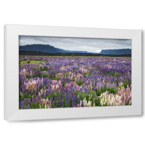 New Zealand, South Island Blooming lupine White Modern Wood Framed Art Print by Flaherty, Dennis