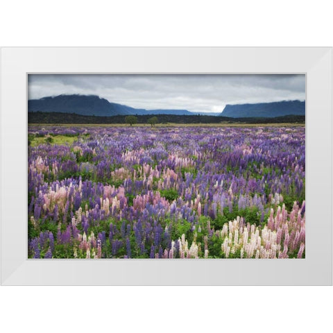 New Zealand, South Island Blooming lupine White Modern Wood Framed Art Print by Flaherty, Dennis