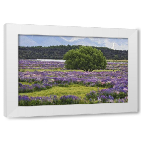 New Zealand, South Island Lupine and tree White Modern Wood Framed Art Print by Flaherty, Dennis