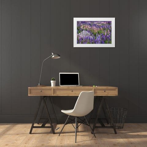 New Zealand, South Island Lupine in Fiordland NP White Modern Wood Framed Art Print by Flaherty, Dennis