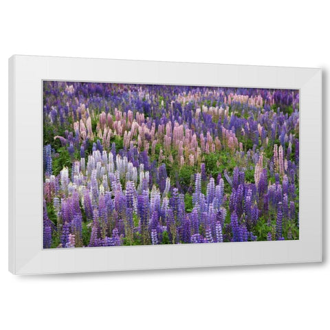 New Zealand, South Island Lupine in Fiordland NP White Modern Wood Framed Art Print by Flaherty, Dennis