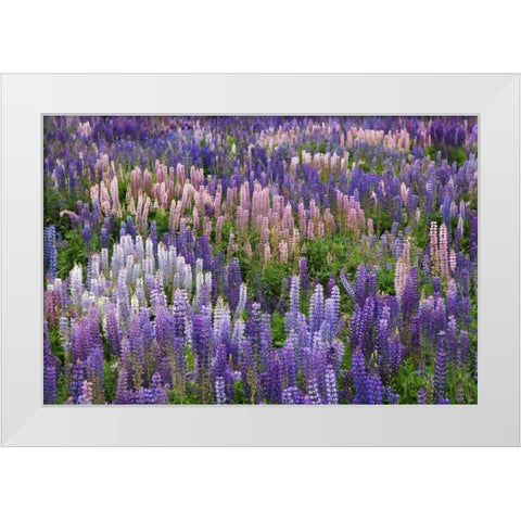 New Zealand, South Island Lupine in Fiordland NP White Modern Wood Framed Art Print by Flaherty, Dennis