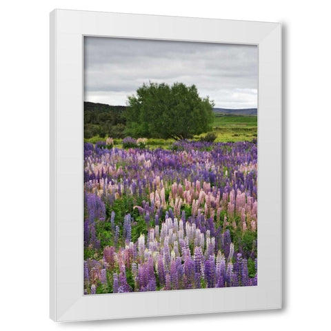 New Zealand, South Is Lupines in Fiordland NP White Modern Wood Framed Art Print by Flaherty, Dennis