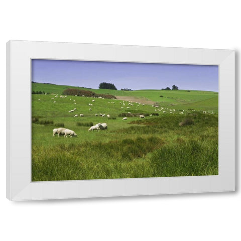 New Zealand, South Island Sheep grazing in field White Modern Wood Framed Art Print by Flaherty, Dennis