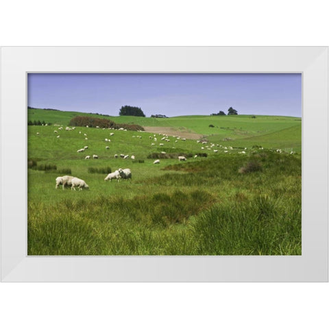 New Zealand, South Island Sheep grazing in field White Modern Wood Framed Art Print by Flaherty, Dennis