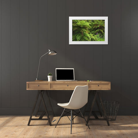New Zealand, South Island Tree ferns White Modern Wood Framed Art Print by Flaherty, Dennis