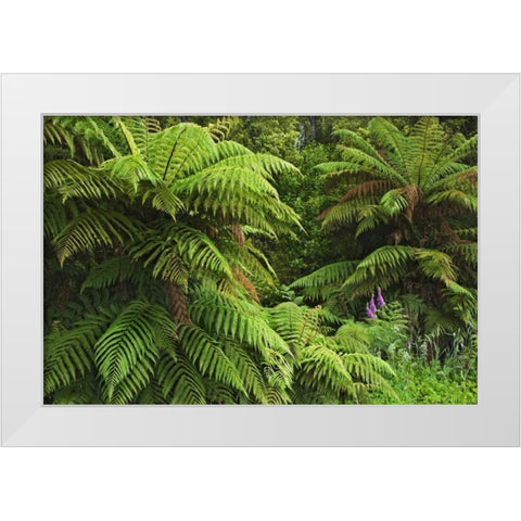 New Zealand, South Island Tree ferns White Modern Wood Framed Art Print by Flaherty, Dennis