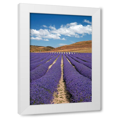 New Zealand Alpine Lavender-near Twizel-Mackenzie Country-Canterbury White Modern Wood Framed Art Print by Wall, David
