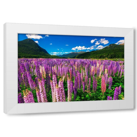 Spring lupine in Eglinton Valley-Fiordland National Park-South Island-New Zealand White Modern Wood Framed Art Print by Bishop, Russ