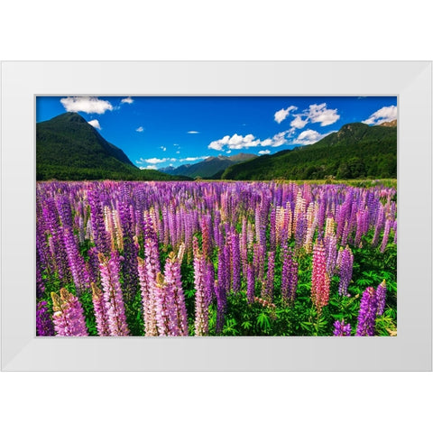 Spring lupine in Eglinton Valley-Fiordland National Park-South Island-New Zealand White Modern Wood Framed Art Print by Bishop, Russ