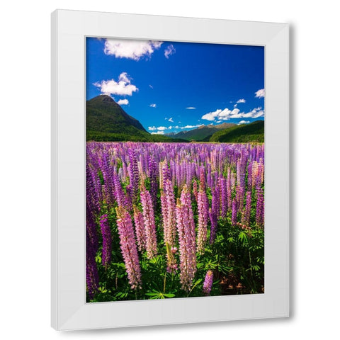 Spring lupine in Eglinton Valley-Fiordland National Park-South Island-New Zealand White Modern Wood Framed Art Print by Bishop, Russ