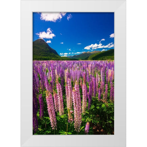 Spring lupine in Eglinton Valley-Fiordland National Park-South Island-New Zealand White Modern Wood Framed Art Print by Bishop, Russ