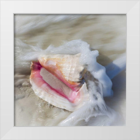 Bahamas, Little Exuma Island Conch shell in surf White Modern Wood Framed Art Print by Paulson, Don