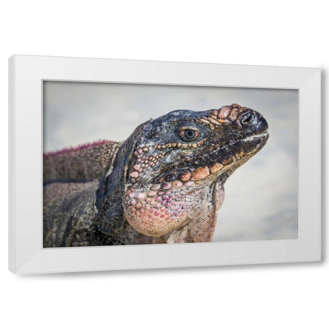 Bahamas, Exuma Island Iguana on beach White Modern Wood Framed Art Print by Paulson, Don