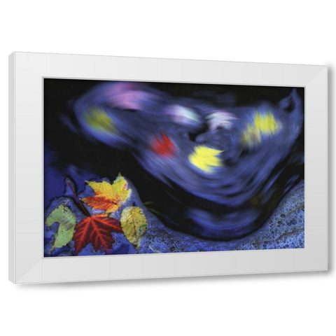 Canada, Quebec Autumn leaves swirl in a creek White Modern Wood Framed Art Print by Delisle, Gilles
