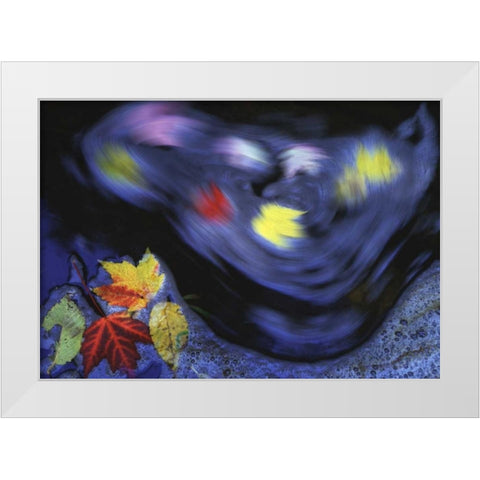 Canada, Quebec Autumn leaves swirl in a creek White Modern Wood Framed Art Print by Delisle, Gilles