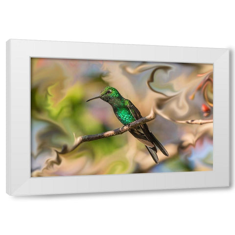 Cuba. An artistic rendering of a bee hummingbird. White Modern Wood Framed Art Print by Muir, Janet