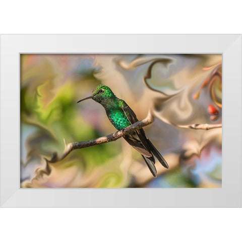 Cuba. An artistic rendering of a bee hummingbird. White Modern Wood Framed Art Print by Muir, Janet
