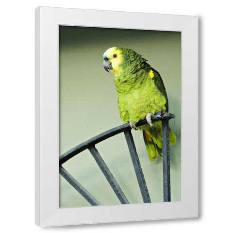 Puerto Rico A green parrot on Vieques island White Modern Wood Framed Art Print by Flaherty, Dennis