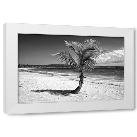 Puerto Rico, Vieques Coconut palm on Red Beach White Modern Wood Framed Art Print by Flaherty, Dennis