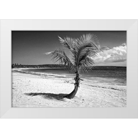 Puerto Rico, Vieques Coconut palm on Red Beach White Modern Wood Framed Art Print by Flaherty, Dennis