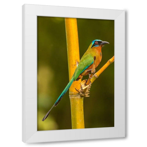 Caribbean-Tobago Motmot bird on limb  White Modern Wood Framed Art Print by Jaynes Gallery