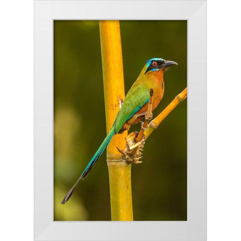 Caribbean-Tobago Motmot bird on limb  White Modern Wood Framed Art Print by Jaynes Gallery