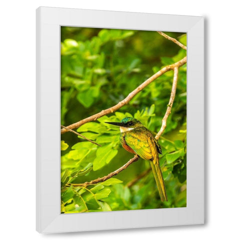 Caribbean-Tobago Rufous-tailed jacamar bird on limb  White Modern Wood Framed Art Print by Jaynes Gallery