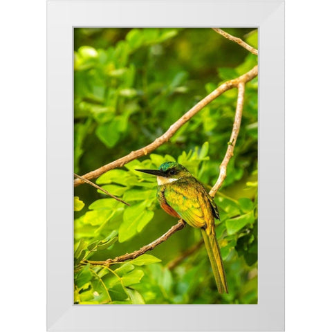 Caribbean-Tobago Rufous-tailed jacamar bird on limb  White Modern Wood Framed Art Print by Jaynes Gallery