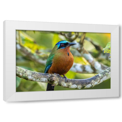 Caribbean-Tobago Motmot bird on limb  White Modern Wood Framed Art Print by Jaynes Gallery