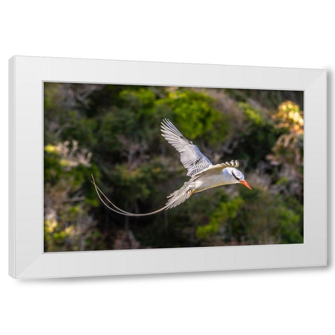 Caribbean-Little Tobago Island Red-billed tropicbird in flight  White Modern Wood Framed Art Print by Jaynes Gallery