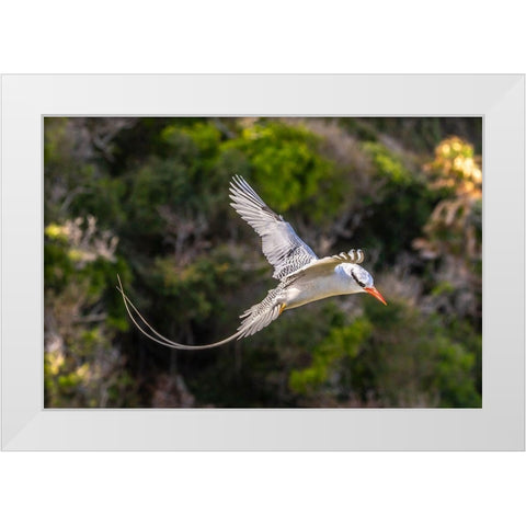 Caribbean-Little Tobago Island Red-billed tropicbird in flight  White Modern Wood Framed Art Print by Jaynes Gallery