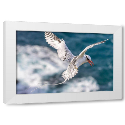 Caribbean-Little Tobago Island Red-billed tropicbird in flight  White Modern Wood Framed Art Print by Jaynes Gallery