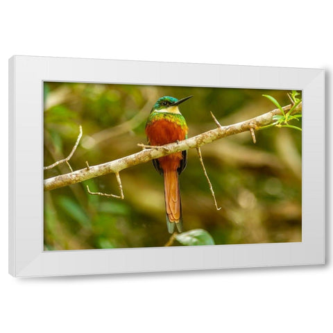 Caribbean-Tobago Rufous-tailed jacamar bird on limb  White Modern Wood Framed Art Print by Jaynes Gallery