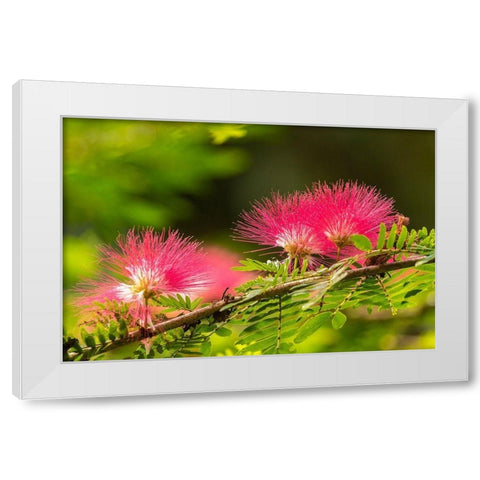 Caribbean-Trinidad-Asa Wright Nature Center Mimosa blossoms close-up  White Modern Wood Framed Art Print by Jaynes Gallery