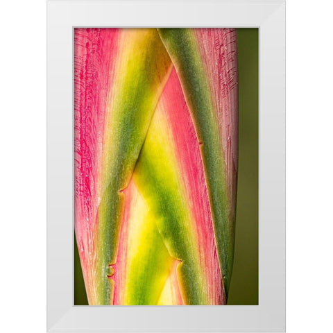 Caribbean-Trinidad-Asa Wright Nature Center Heliconia plant close-up  White Modern Wood Framed Art Print by Jaynes Gallery