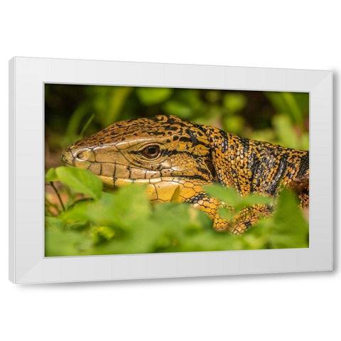 Caribbean-Trinidad-Asa Wright Nature Center Tegu lizard close-up  White Modern Wood Framed Art Print by Jaynes Gallery