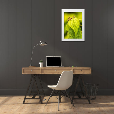 Caribbean-Trinidad-Asa Wright Nature Center Leaves and leaf buds  White Modern Wood Framed Art Print by Jaynes Gallery