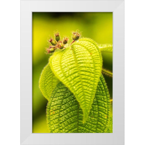 Caribbean-Trinidad-Asa Wright Nature Center Leaves and leaf buds  White Modern Wood Framed Art Print by Jaynes Gallery