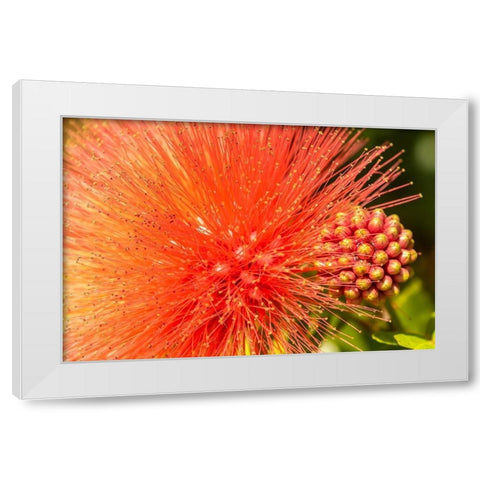 Caribbean-Trinidad-Asa Wright Nature Center Mimosa blossom and buds close-up  White Modern Wood Framed Art Print by Jaynes Gallery